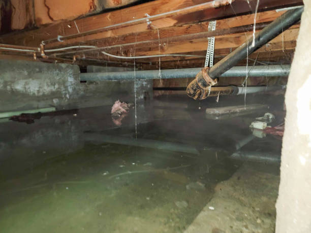 Best Sewage cleanup and water damage restoration  in Genesee, CO